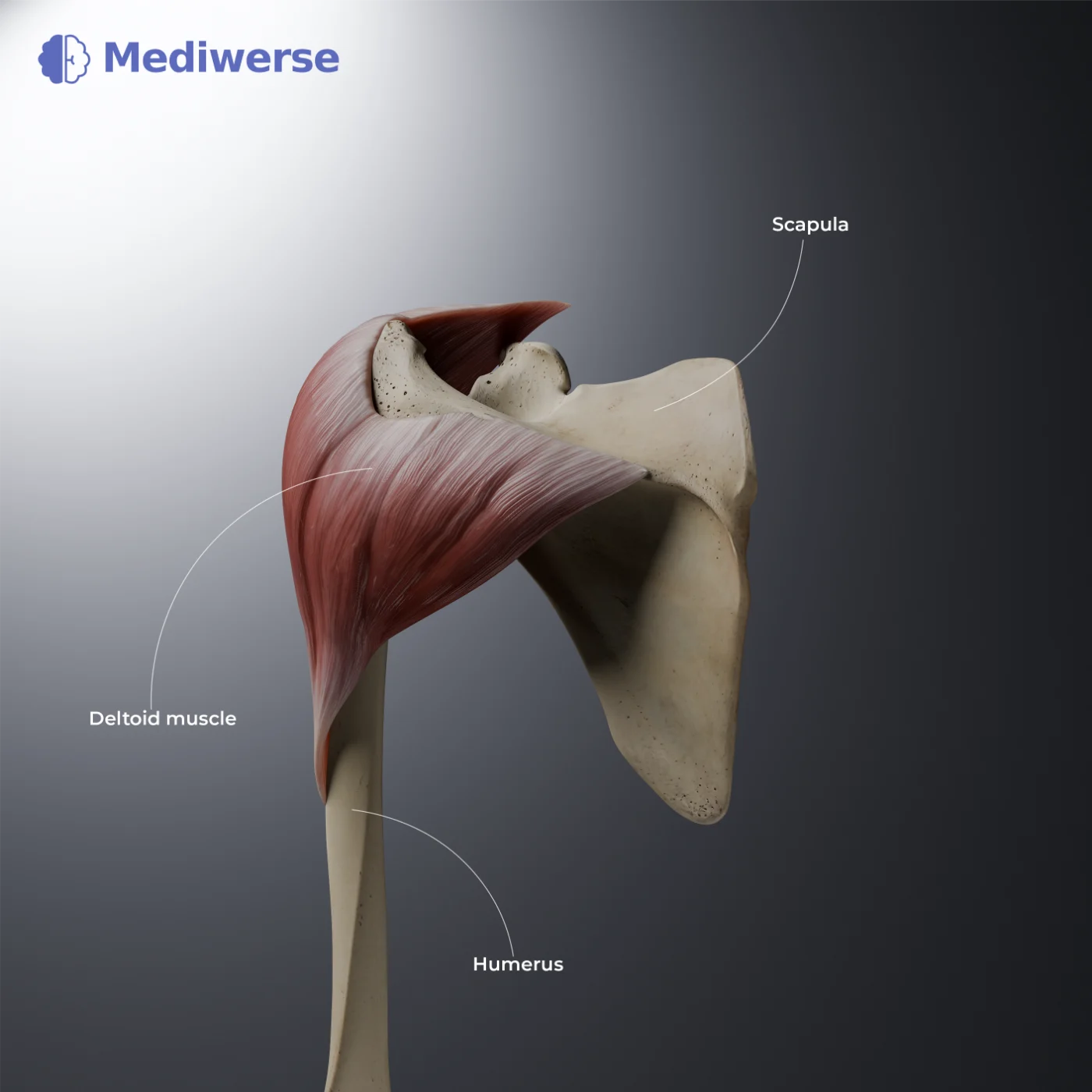 Scapula and deltoid muscle anatomy labels in English